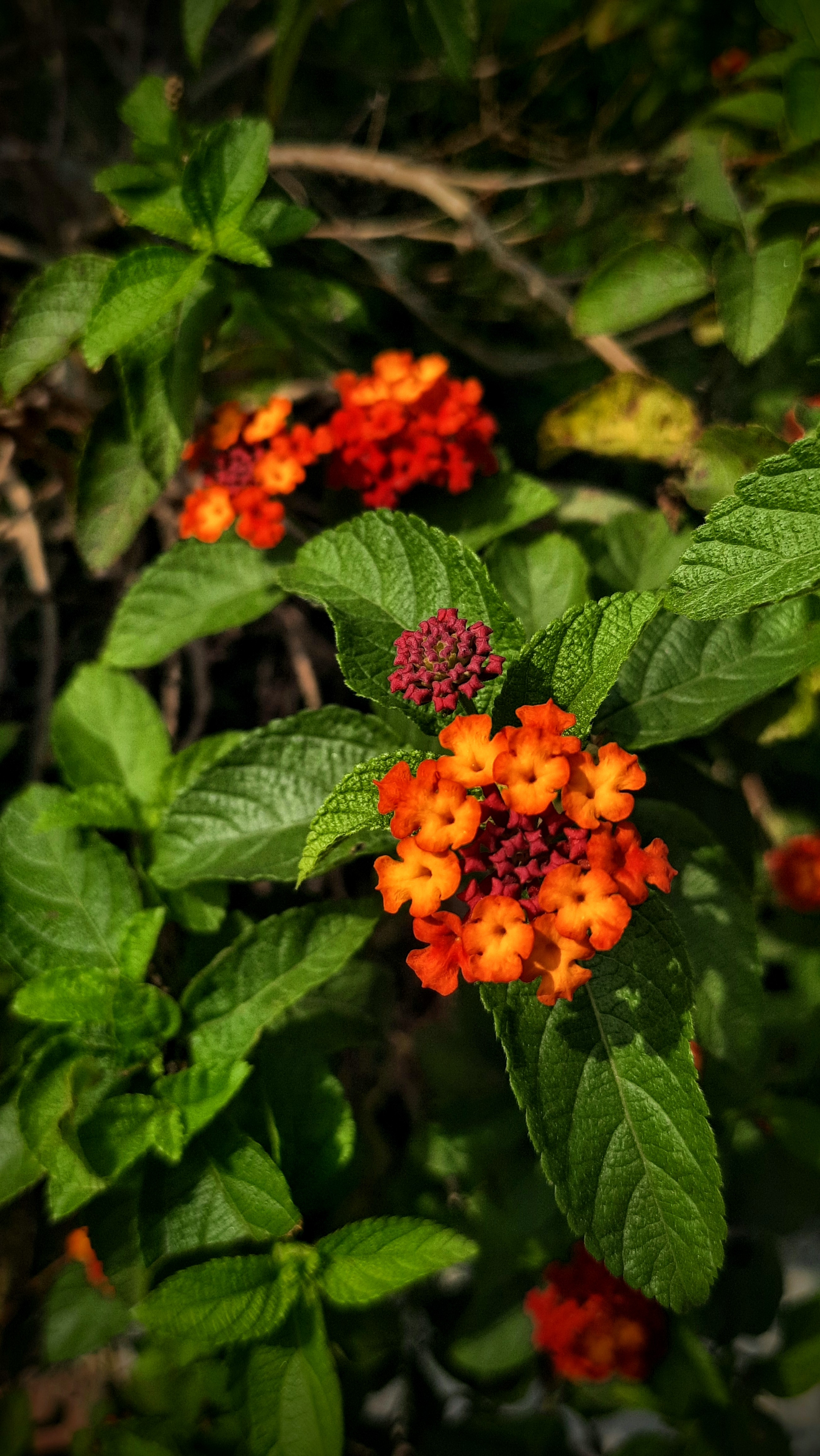 Lantana flowers