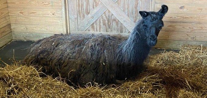 Colby the llama inside of an animal shelter in Virginia.