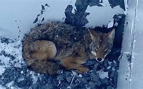 A coyote that was trapped in a basement in Wisconsin gets rescued by animal rescuers. A coyote that was trapped in a basement in Wisconsin gets rescued by animal rescuers.