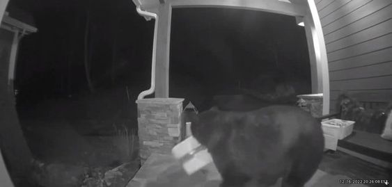 A bear steals a snack box in North Carolina earlier this month. A bear steals a snack box in North Carolina earlier this month.