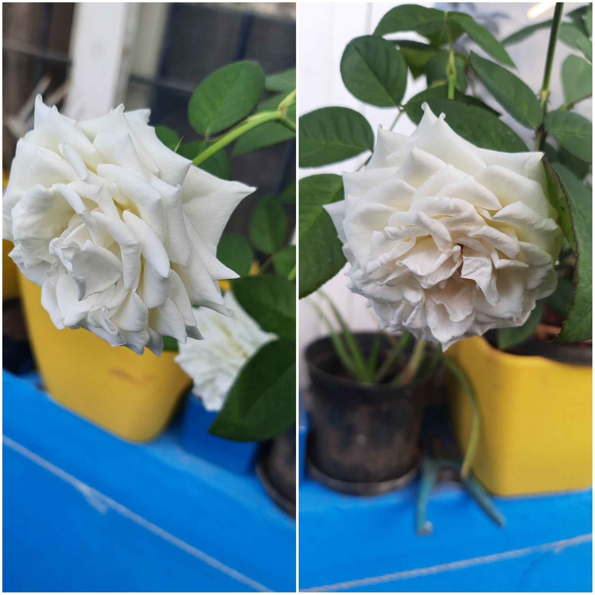 White rose White rose