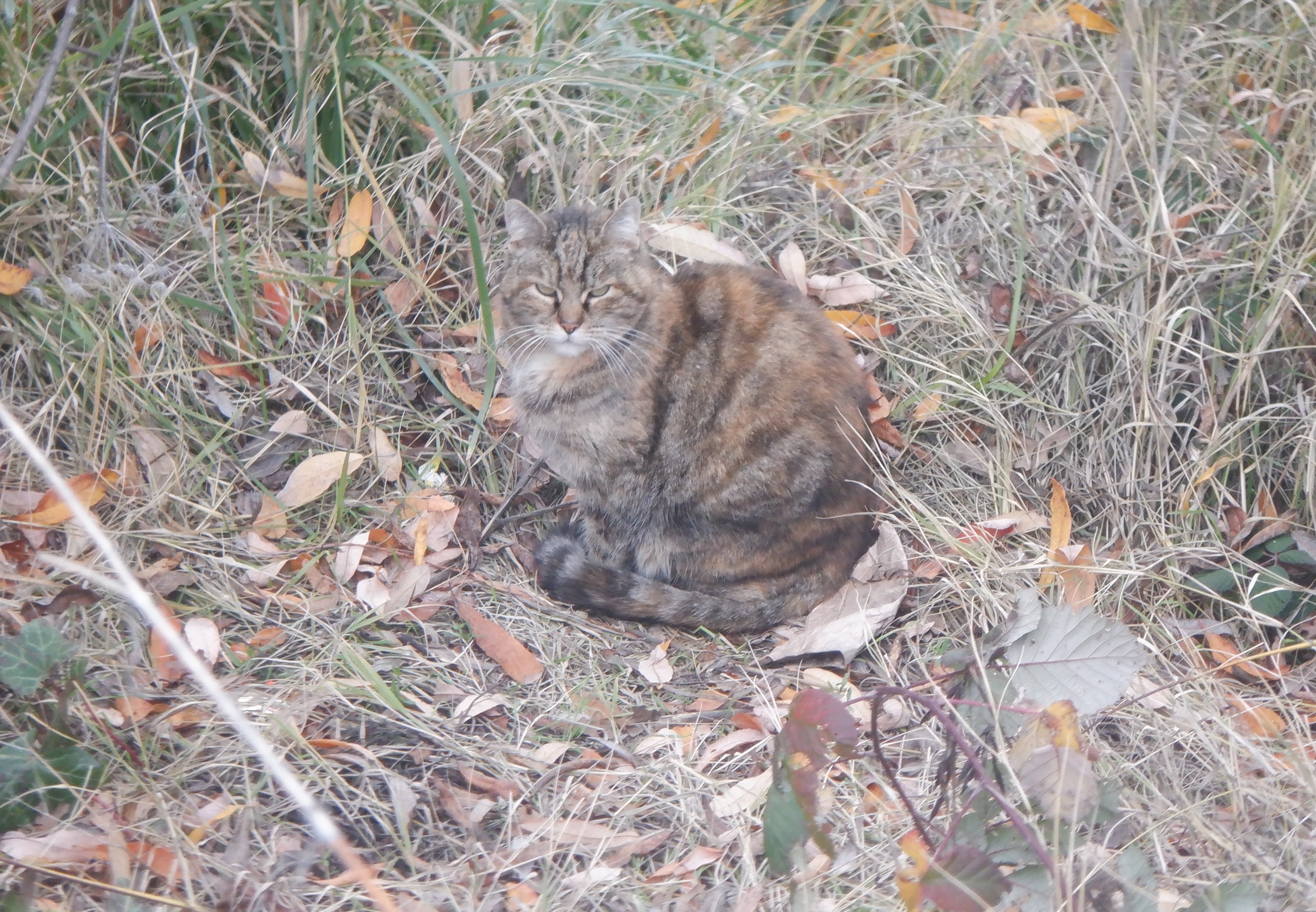 Kitty in the creek on my morning walk Kitty in the creek on my morning walk