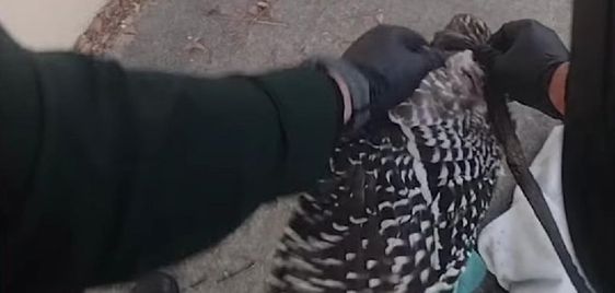 Alachua County Sheriff Office deputy Nick Aldous breaking up a fight between animals. Alachua County Sheriff Office deputy Nick Aldous breaking up a fight between animals.
