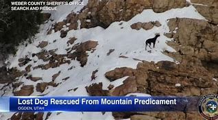Nala the dog being rescued by deputies of Weber County Utah in a waterfall. Nala the dog being rescued by deputies of Weber County Utah in a waterfall.