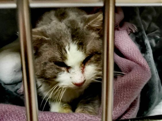 Elliot the cat rescued by a concerned citizen in Michigan