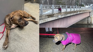 A stray dog rescued by a New Hampshire state trooper with help from an animal trainer A stray dog rescued by a New Hampshire state trooper with help from an animal trainer