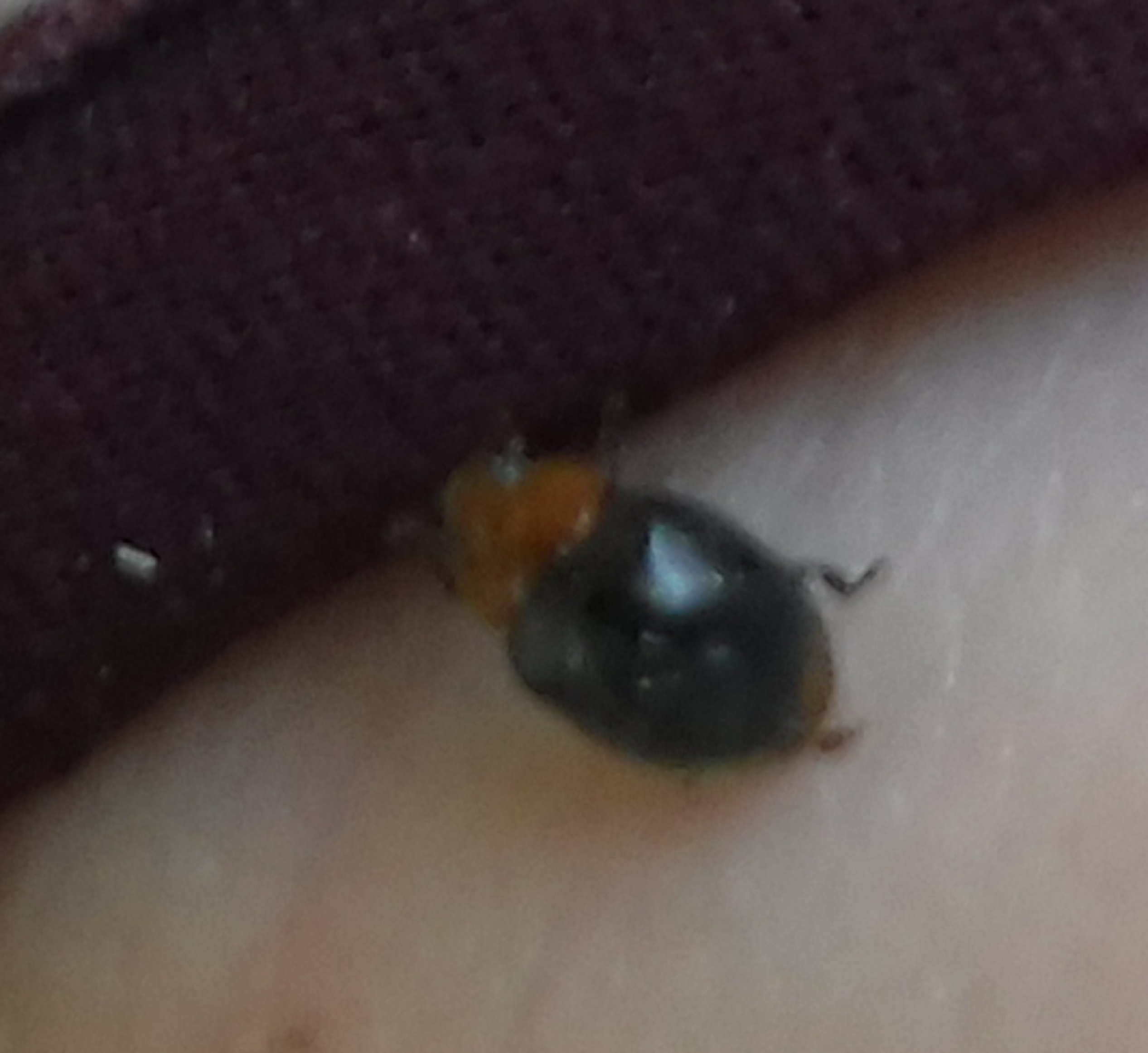 bug on a childs hand at work 2018 bug on a childs hand at work 2018