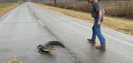 A driver in Clouterville Louisiana assists a deputy to remove an alligator from a highway.