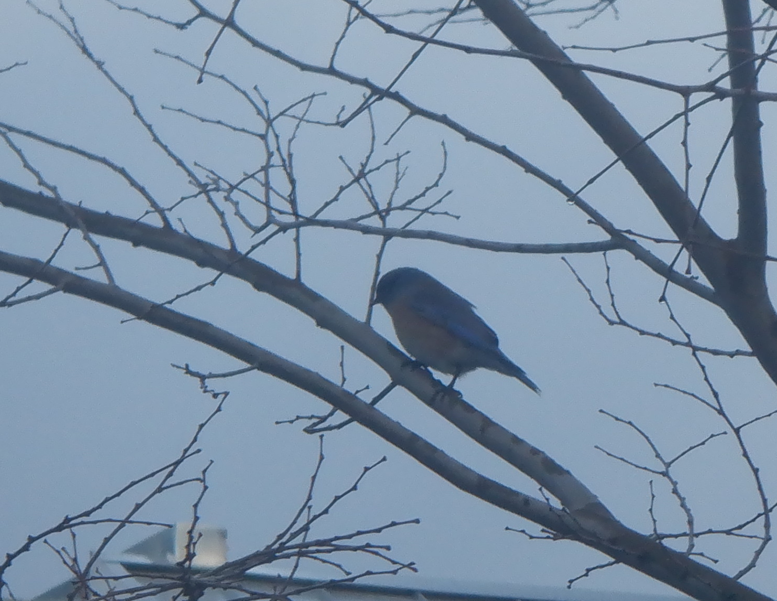 Photo taken by me and cropped to look closer 1-5-22 Photo taken by me and cropped to look closer 1-5-22