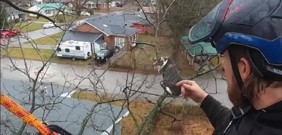 Brett Parker rescues a cat from a tree on New Year&#039;s Day in Virginia