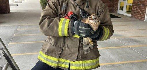 A firefighter holding a hawk that he rescued from a window alcove in Florida.