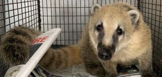 An image of a coatimundi in Texas. An image of a coatimundi in Texas.