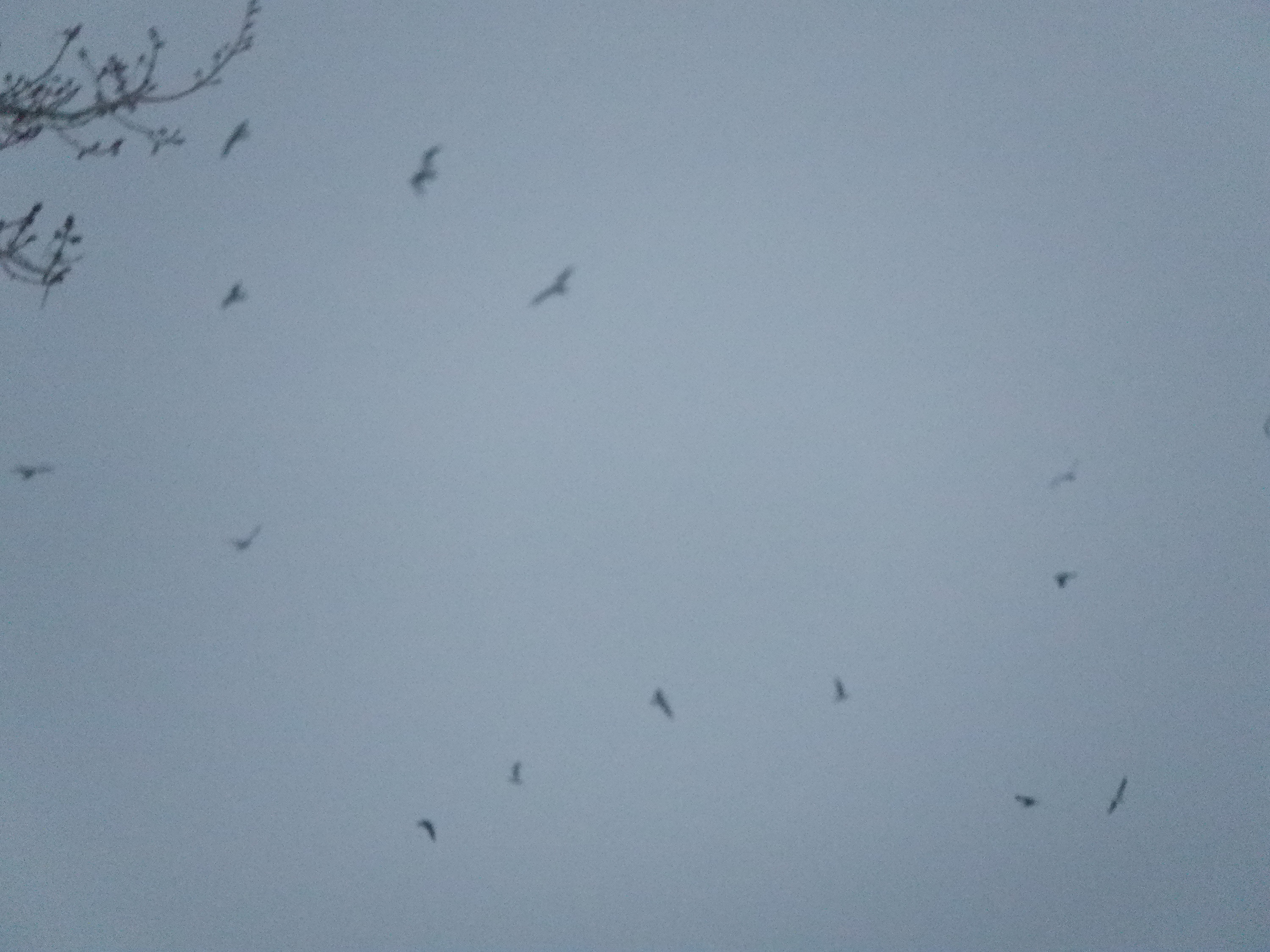 Seagulls at the bus stop