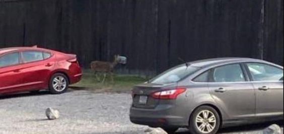 The sight where a deer was rescued by animal welfare officials in Indiana. 