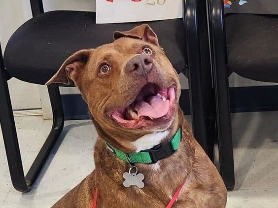 Image of Frank the dog that was recently adopted by a loving family in Virginia.