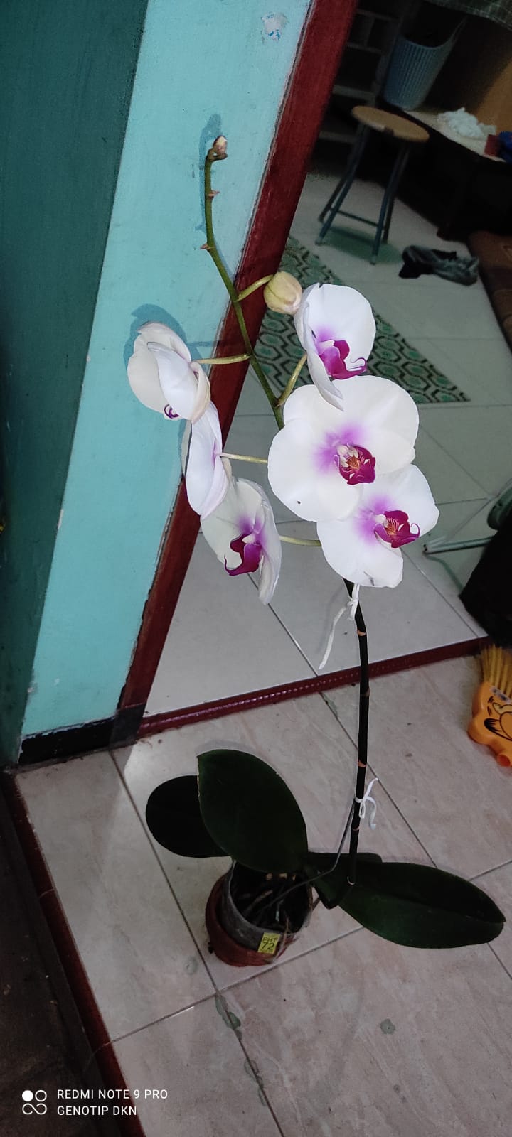 Gardening, Orchids