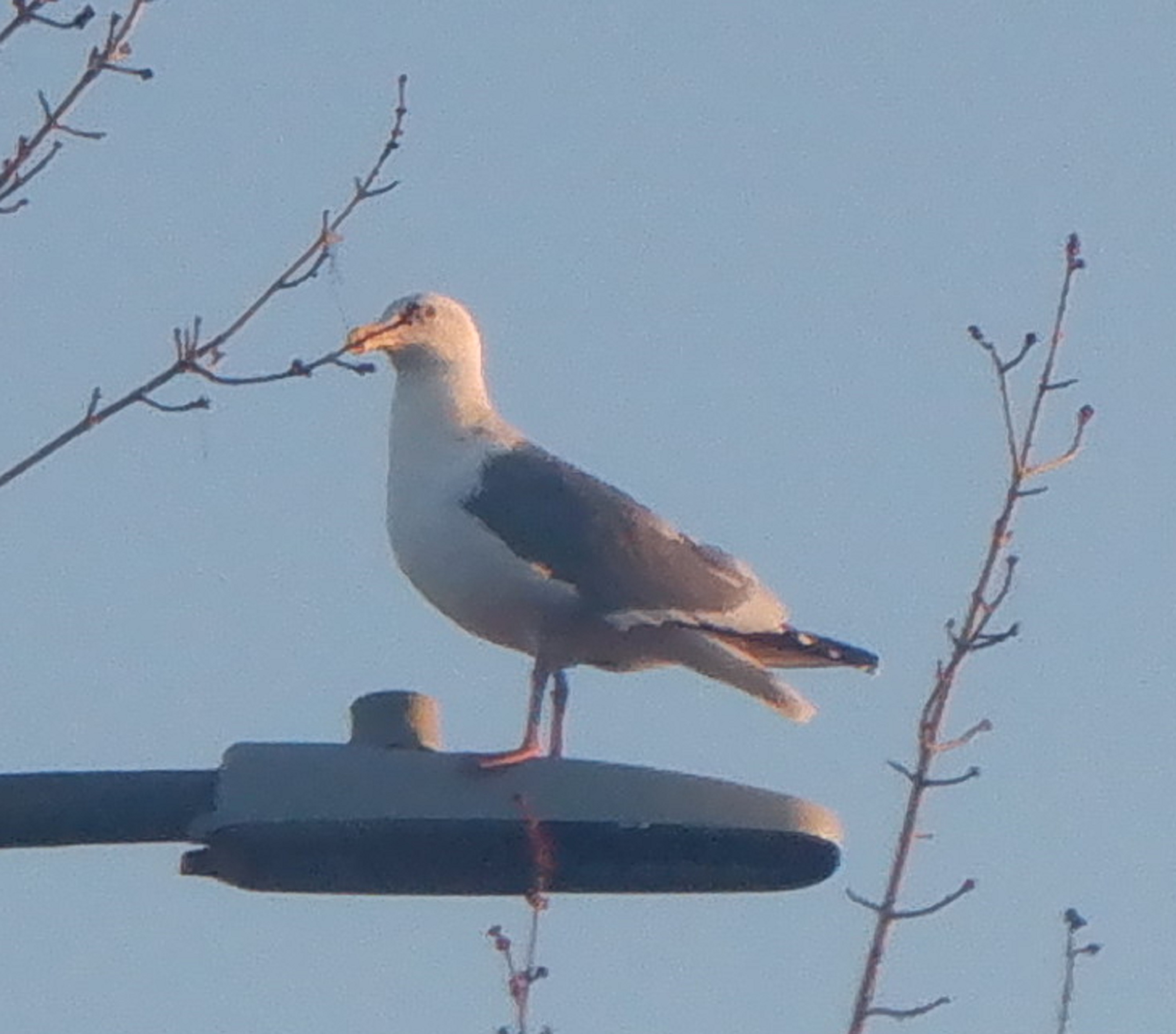 Photo I took of a seagull by the bus stop this morning 1-17-23