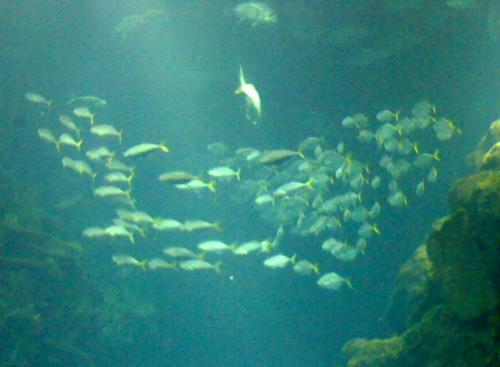 a fish - group of a fish