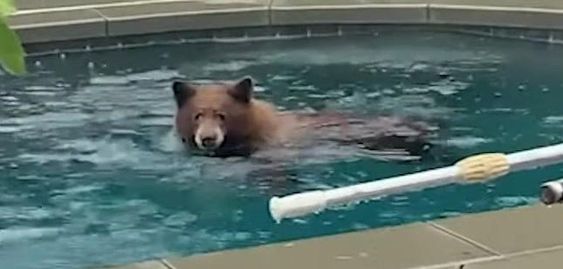 A black bear swimming in a pool in Monrovia California on Saturday.