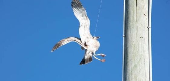 A Port St. Lucie firefighter rescues a seagull that was trapped on a utility pole. A Port St. Lucie firefighter rescues a seagull that was trapped on a utility pole.