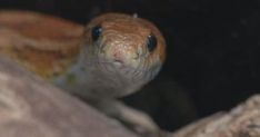 Corn snake Gummy Worm is back in her home at a school in Louisville KY.