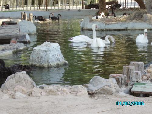 swan - at kuwait zoo