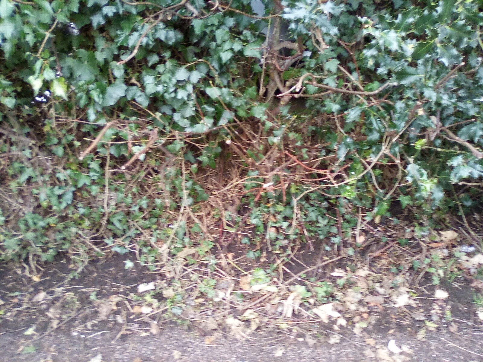 My attempt to photograph a robin! My attempt to photograph a robin!