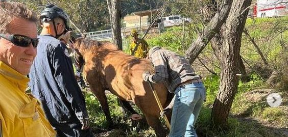 Firefighters in California rescuing a horse that was stuck in a muddy creek