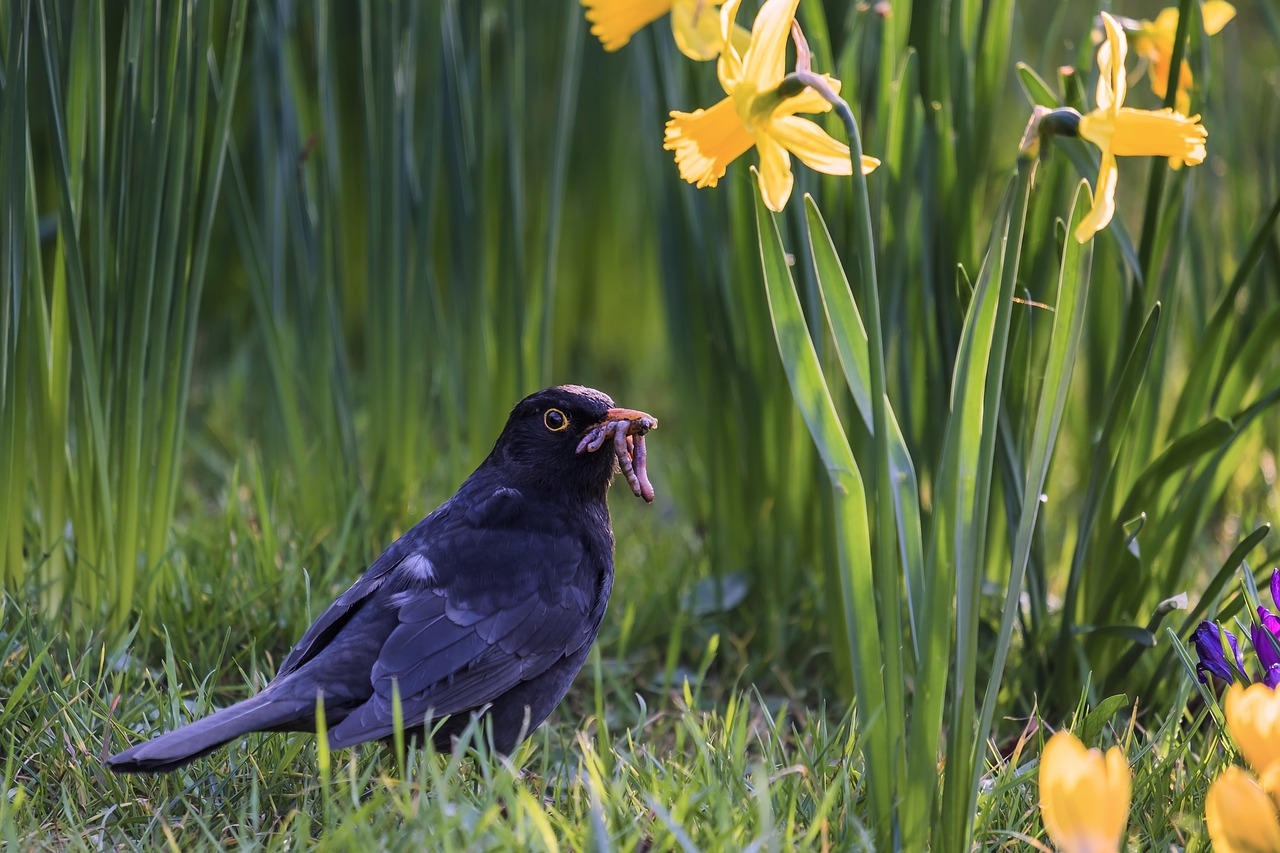 The early bird catches the worm
