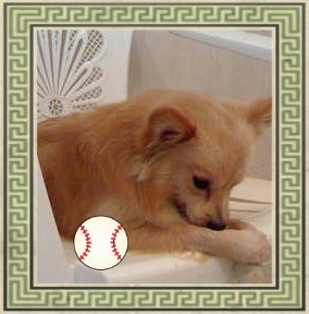 puchie - cutie dog