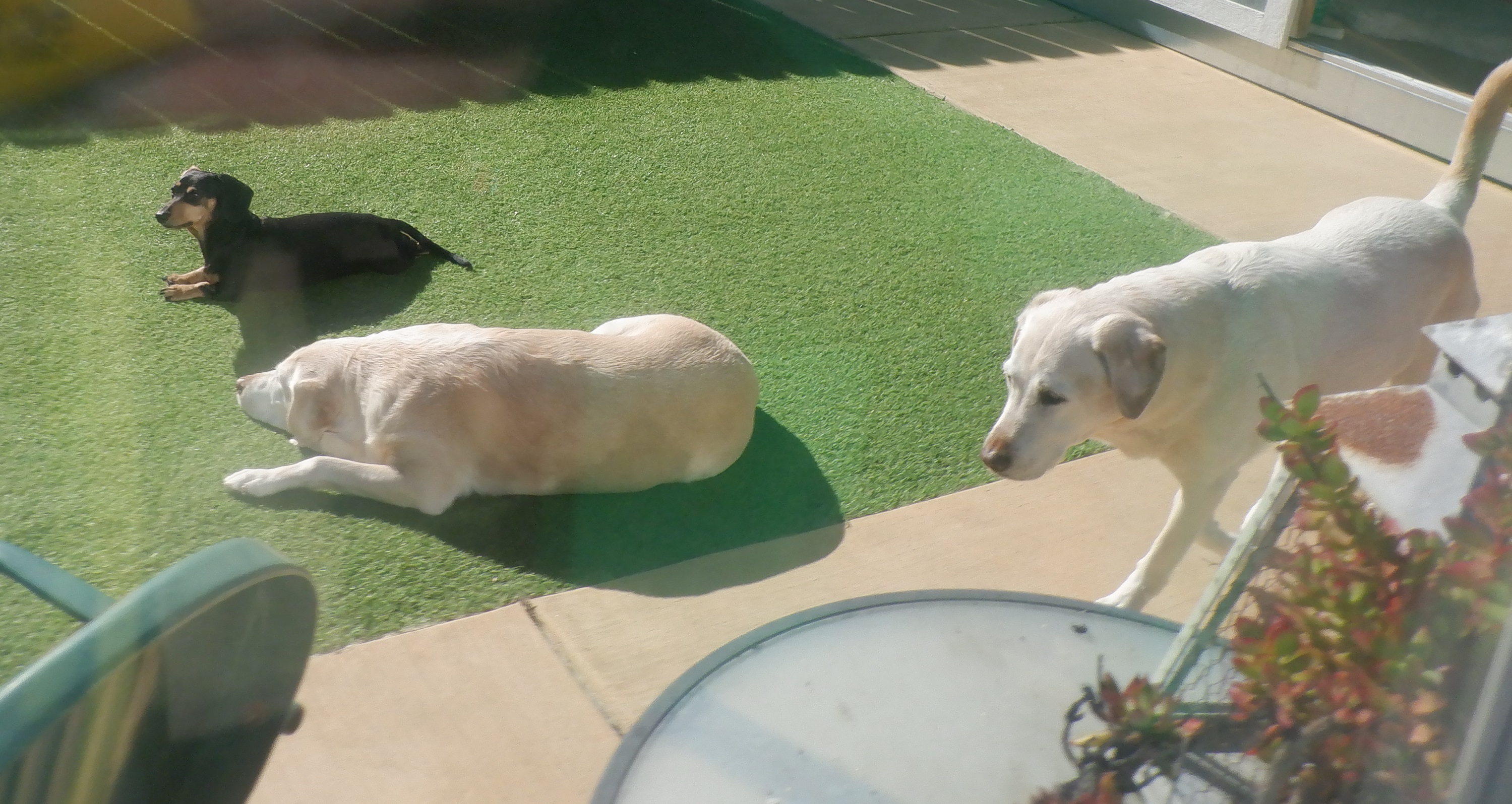 Three of my boss' dogs in her backyard Three of my boss' dogs in her backyard