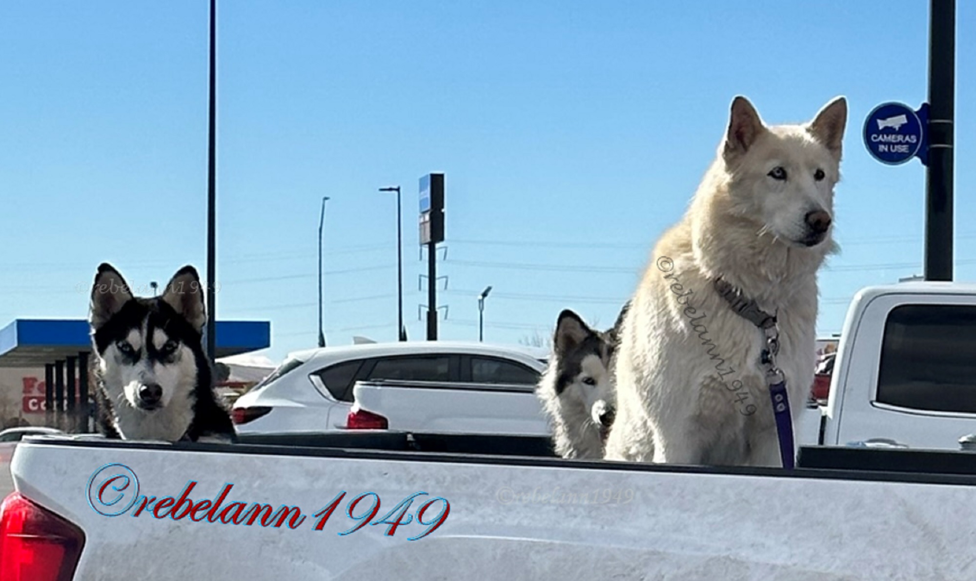 I saw these 4 dogs in the back of a pickup on Jan 18 and had to get a shot and video of them