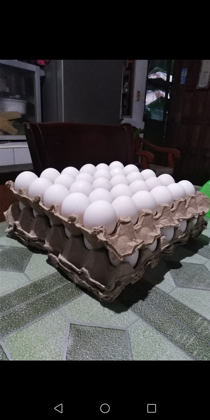 Eggs 