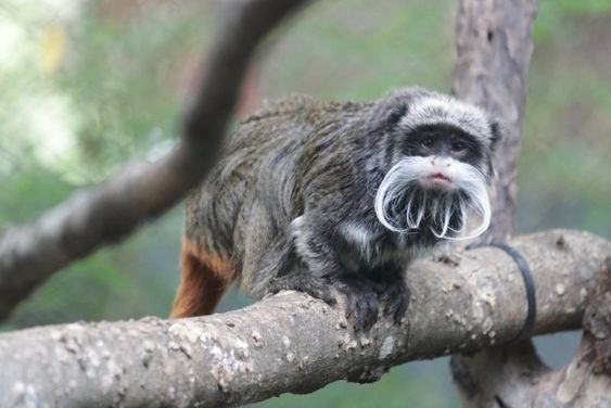 An image of a monkey that was kidnapped in Dallas Texas on Monday night. An image of a monkey that was kidnapped in Dallas Texas on Monday night.