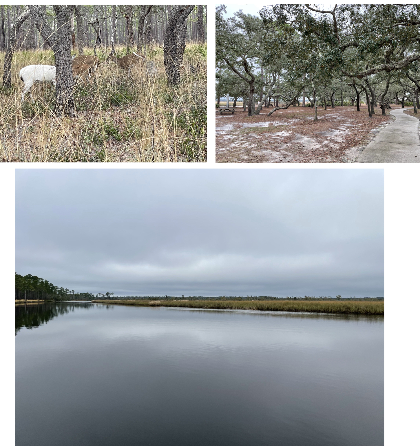 Scenes at the Ochlockonee River state park.  Photos taken by and the property of FourWalls.