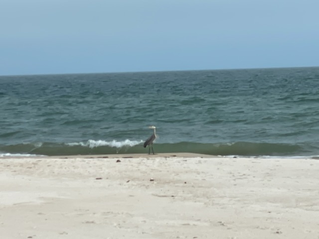 Blue heron on the beach.  Photo taken by and the property of FourWalls.