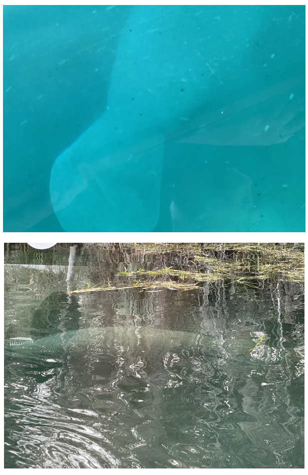 Manatee sightings at Silver Springs State Park. Photos taken by and the property of FourWalls. Manatee sightings at Silver Springs State Park. Photos taken by and the property of FourWalls.
