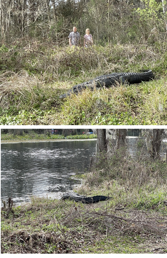 Two angles (river and walkway) of the alligator.  Photos taken by and the property of FourWalls.