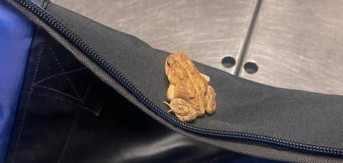 A small frog located inside of a passenger bag at an airport checkpoint in PA  