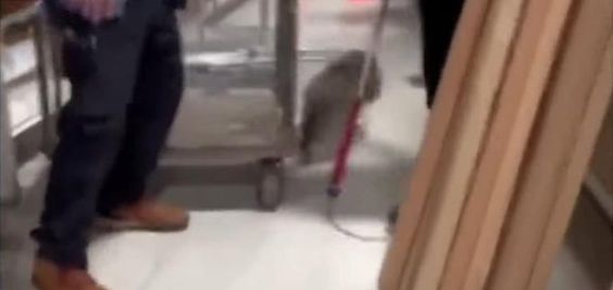 Raccoon sighting in Boulder Colorado