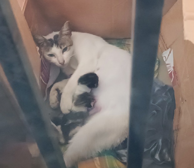 The mother cat and the kittens