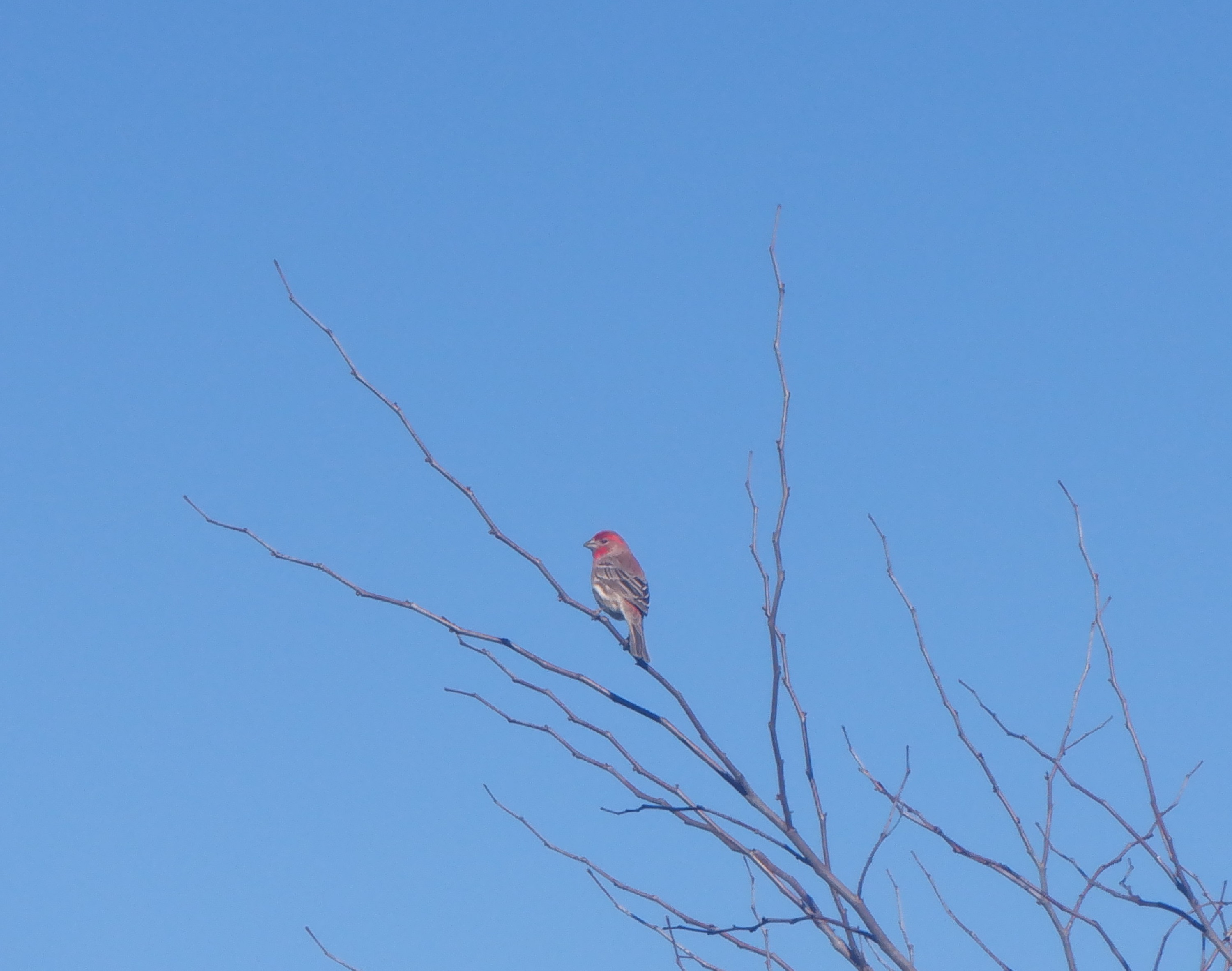 Bird I took a photo of on my walk Bird I took a photo of on my walk