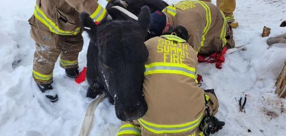 South Summit Firefighters rescue a cow stuck in snow South Summit Firefighters rescue a cow stuck in snow
