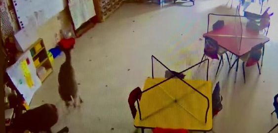 Secuirty camera footage of a deer inside an elementary school in Alabama