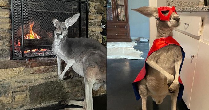 Image of a kangaroo named Nigel in Texas