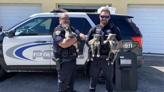 Two Cape Coral Police Officers holding puppies seen inside of a storage unit. Two Cape Coral Police Officers holding puppies seen inside of a storage unit.