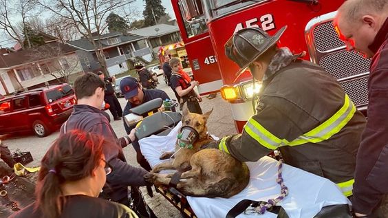 Firefighters in Charlestown taking care of an injured dog on Monday morning.