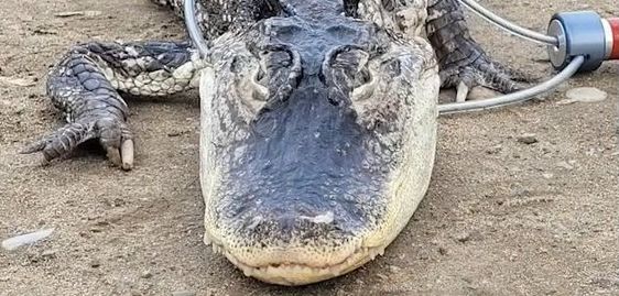 A four foot alligator being captured by park officials in New York City. A four foot alligator being captured by park officials in New York City.