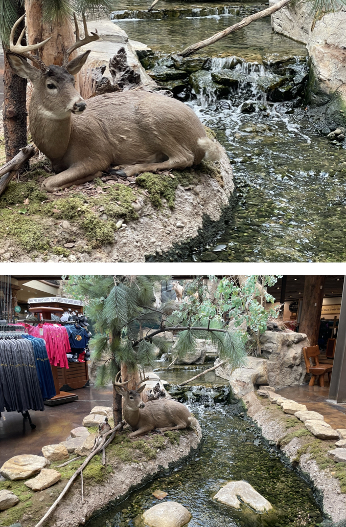 Two photos of the nature display at Bass Pro Shop in Clarksville, Indiana. Photos taken by and the property of FourWalls. Two photos of the nature display at Bass Pro Shop in Clarksville, Indiana. Photos taken by and the property of FourWalls.