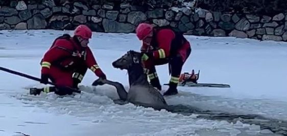 Evergreen firefighters rescue an elk struggling to stay afloat in a pond in Colorado